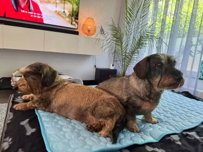 Two dachshunds lying on a Frimouf cooling mat