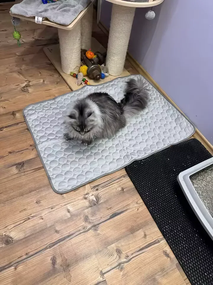 Long-haired silver cat on a Frimouf cooling mat, on a wood floor