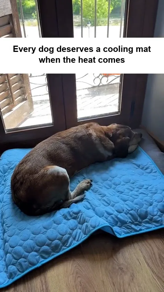 Three dogs taking turns on the same cooling mat