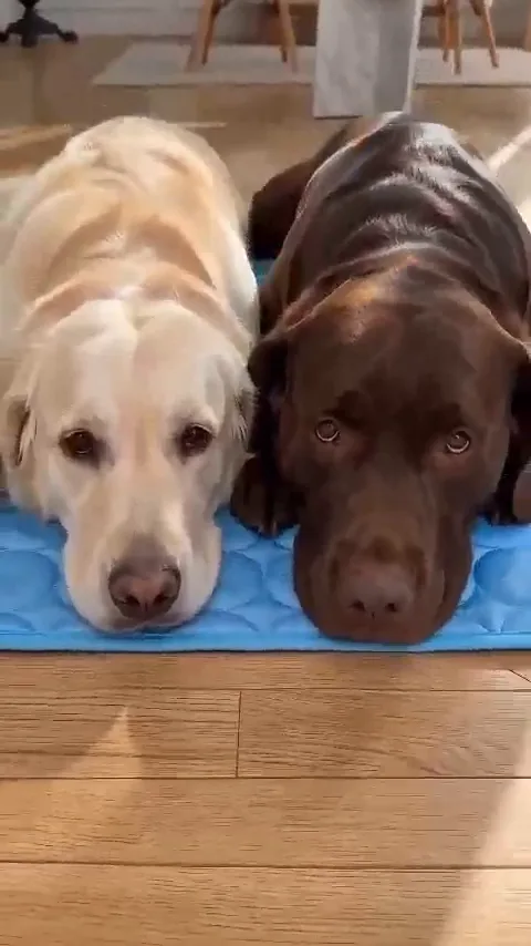 Two Labradors lying on the blue cooling mat in a living room